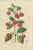 Charles Morren, Red Achimenes Flower Botanical, 1845, Lithograph For Sale - Image 9 of 9