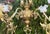 Antique Brass, Copper, and Glass 5-Arm Chandelier, 1900s For Sale - Image 12 of 18