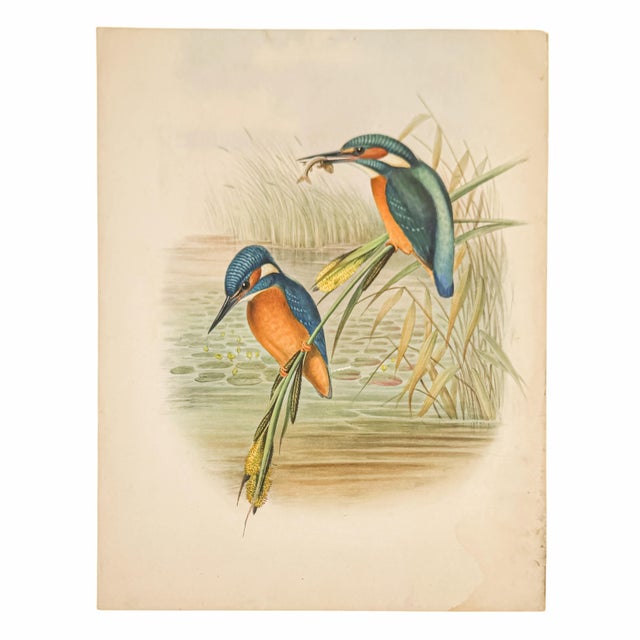 19th-Century John Gould Kingfisher Bird Lithograph | Original Hand-Colored Natural History Print For Sale - Image 10 of 12