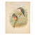 19th-Century John Gould Kingfisher Bird Lithograph | Original Hand-Colored Natural History Print For Sale - Image 10 of 12