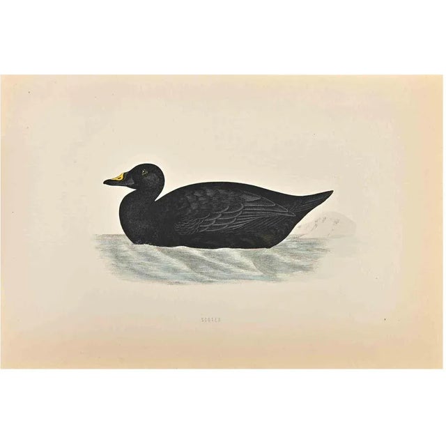 Scoter is a modern artwork realized in 1870 by the British artist Alexander Francis Lydon (1836-1917). Woodcut print on...