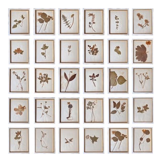 Framed Herbariums From 1895, Set of 30 For Sale