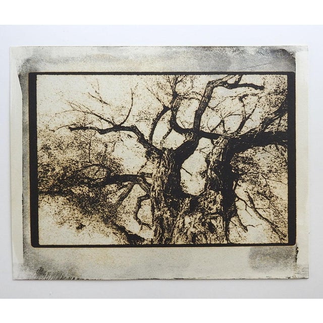 Late 20th century sepia tone cyanotype tree branches photograph on heavy paper by Eric C. Weller (20th century) Texas....