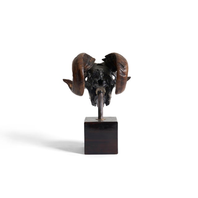1960s Ram's Skull Silver Plated For Sale - Image 5 of 8