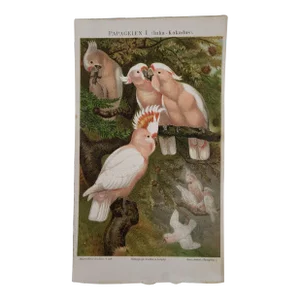 Late 19th Century Papageien I (Inka-Kakadus) Cockatoo Bird Chromolithograph Print