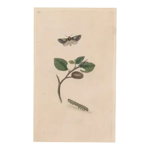 Antique Figure Eight Moth Insect British Handcolored Engraving