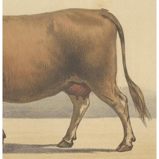Olivier De Penne, Algerian Cow, North African Cattle, 1863, Chromolithograph For Sale - Image 6 of 9