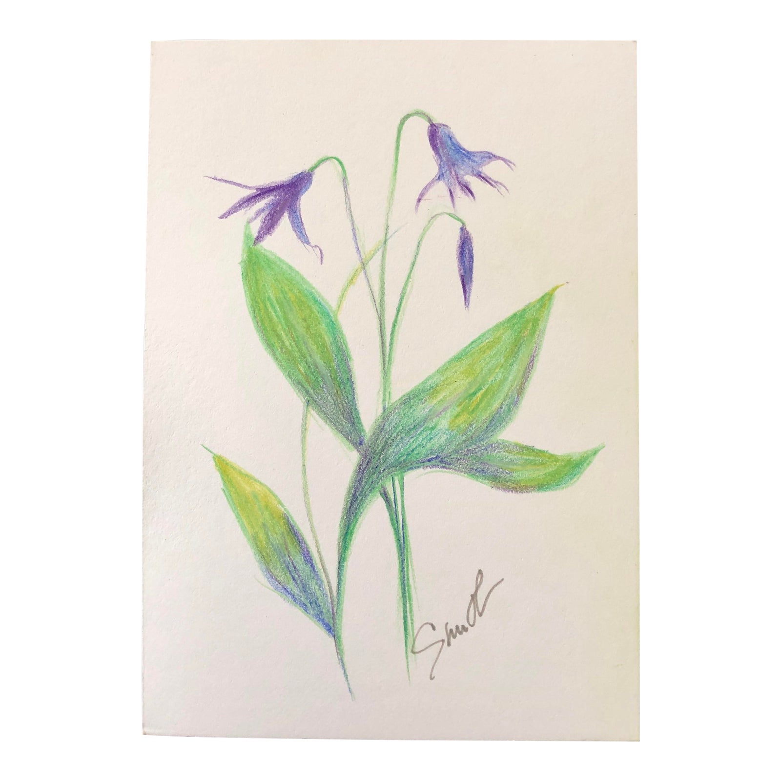 Original Colored Pencil Drawing, "Among the Wildflowers" Chairish