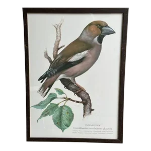 Vintage Bird Print Framed Grossbeak Teaching Aid School Poster