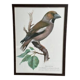 Vintage Framed Grosbeak Bird Print, School Teaching Poster For Sale