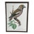 Vintage Framed Grosbeak Bird Print, School Teaching Poster For Sale