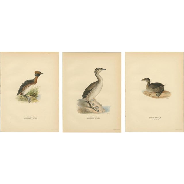 Antique Horned Grebe Bird Lithographs, Podiceps Auritus, 1929, Set of 3 For Sale - Image 10 of 10