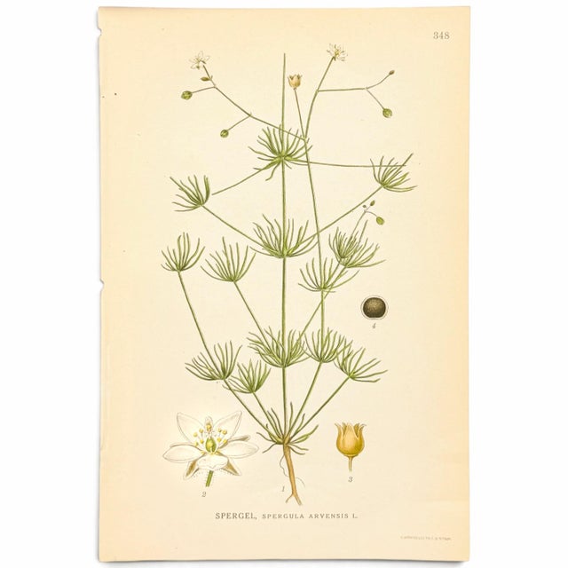 Original Swedish chromolithograph of corn spurrey (Spergula arvensis) from Carl Axel Lindman’s Bilder ur Nordens Flora.