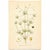 Original Swedish chromolithograph of corn spurrey (Spergula arvensis) from Carl Axel Lindman’s Bilder ur Nordens Flora.