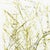 Painting - Poster by Guiseppe Penone, Homage to Vincent Van Gogh, 1990. Poster by Guiseppe Penone; homage to Vincent Van...