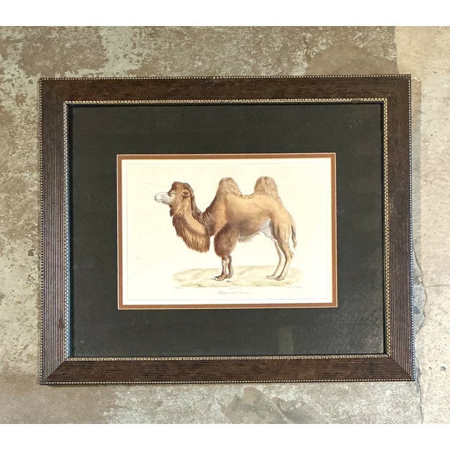 Mid-Century Modern Vintage Framed Camel Print For Sale - Image 3 of 12