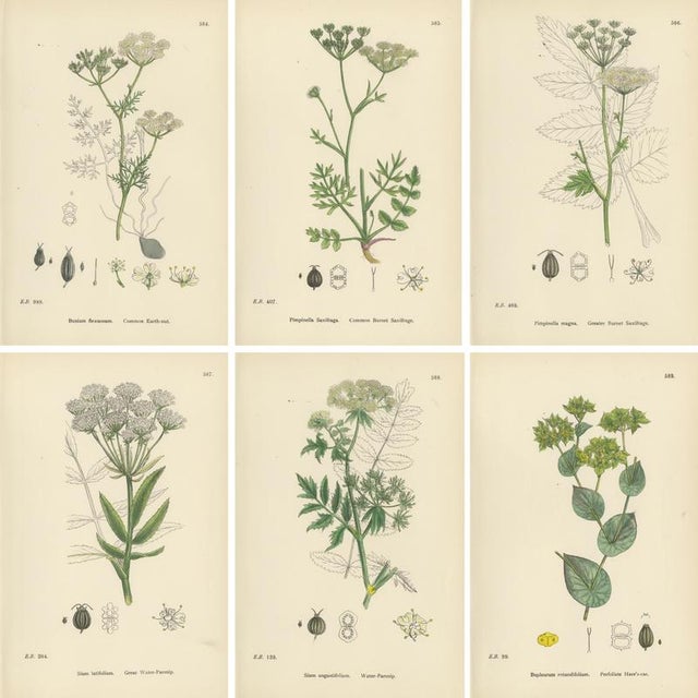 Black After Sowerby, English Botanical British Wildflowers, 1902, Prints, Set of 6 For Sale - Image 8 of 9