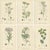 Black After Sowerby, English Botanical British Wildflowers, 1902, Prints, Set of 6 For Sale - Image 8 of 9