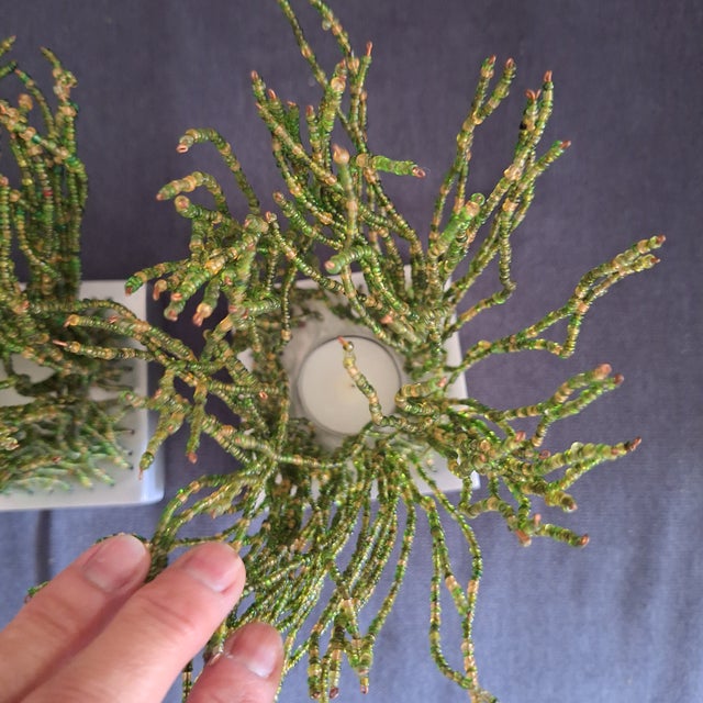 2000 - 2009 Michael Arams Beaded Grass Votives - Set of 2 with boxes For Sale - Image 5 of 9
