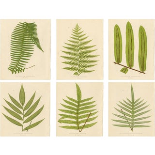 E.J. Lowe, Botanical Fern, 1856, Lithograph, Set of 6 For Sale