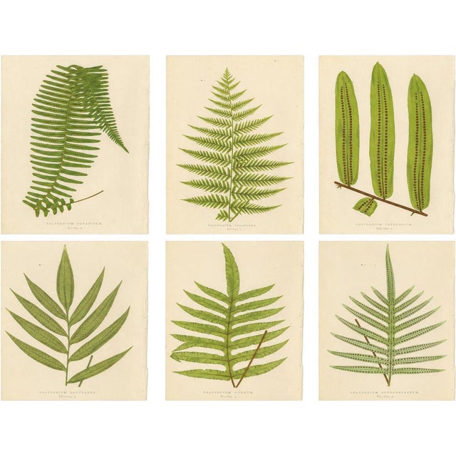 E.J. Lowe, Botanical Fern, 1856, Lithograph, Set of 6 For Sale