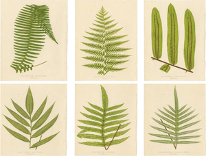 E.J. Lowe, Botanical Fern, 1856, Lithograph, Set of 6