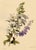 An original 1832 watercolour painting – E.B.R., White & Purple Bellflowers (Campanula).A superb large botanical...
