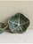 2020s Retro Mid-Century Cabbage Salad Bowl – Set of 4 For Sale - Image 5 of 7
