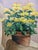 Mid 20th Century 1960s Original Still Life Yellow Mum Flowers Painting Signed For Sale - Image 5 of 13