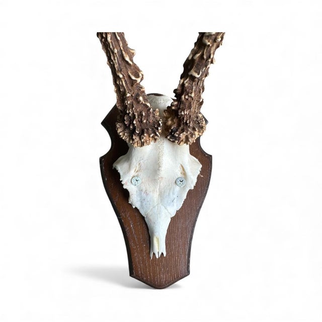 1980s Roe Deer Trophy 25 With Jaw Bone, Black Forest Antlers For Sale - Image 4 of 6
