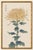 Yellow Mum by Hasegawa, Vintage Japanese Botanical Art Print, 20" X 30" For Sale In Buffalo - Image 6 of 8