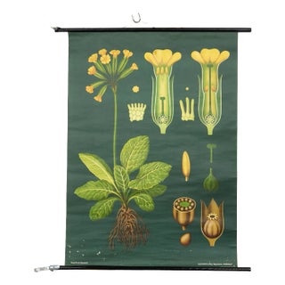 Vintage Botanical Wall Chart by Jung, Koch, & Quentell for Hagemann, 1960s For Sale