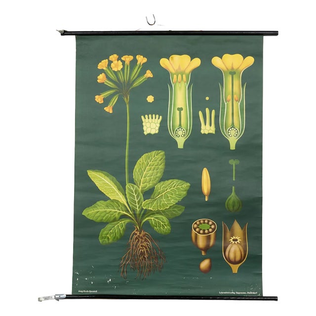 Vintage Botanical Wall Chart by Jung, Koch, & Quentell for Hagemann, 1960s For Sale