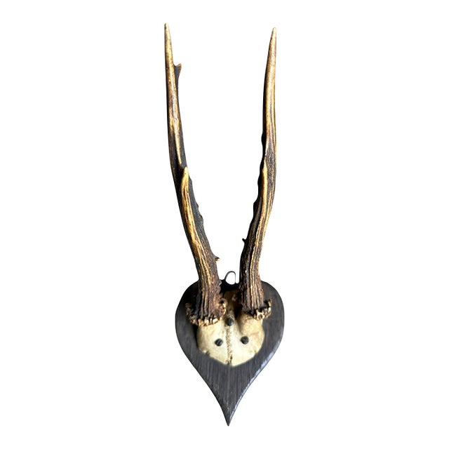Early 1900s Roe Deer Trophy 136 Black Forest Antlers For Sale