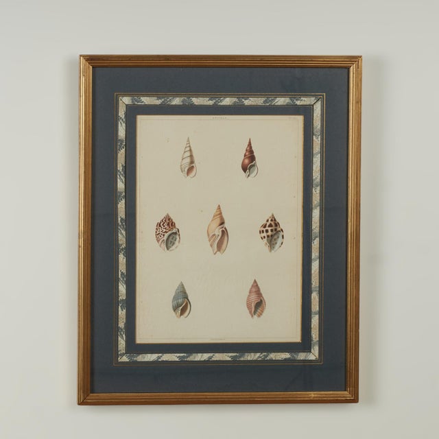 Set of Eight Antique Hand Colored Seashell Prints For Sale - Image 16 of 18