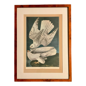 1960s John James Audubon Original Folio Print Great Birds Edition (Iceland Falcon) Matted Vintage Burlwood Frame
