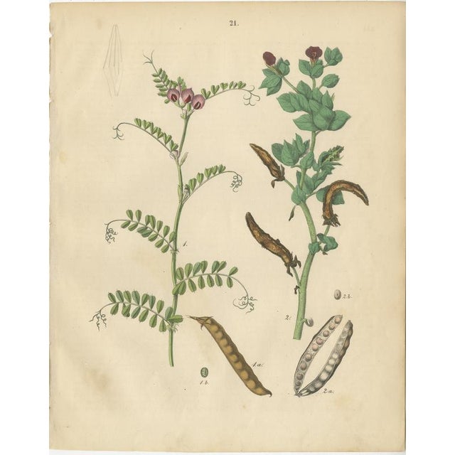 Antique Peas and Beans Botanical Prints, Legumes Study, Germany 1852 This attractive two-plate set illustrates peas and...
