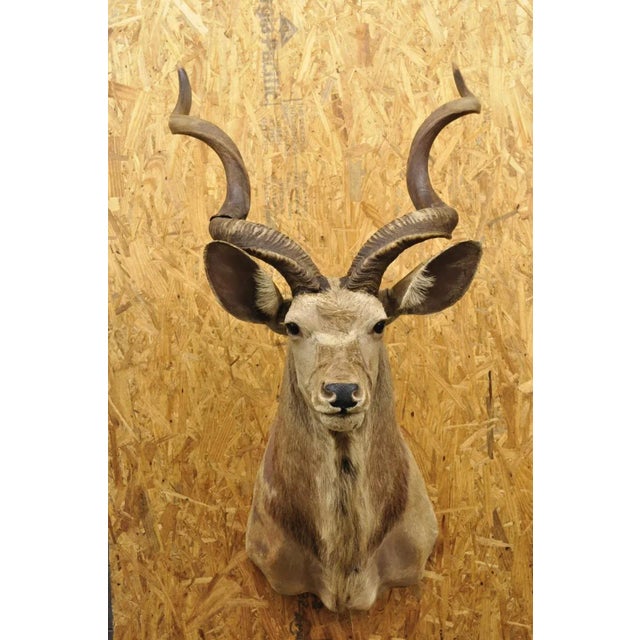 Rustic Vintage Greater Kudu African Shoulder Mount Large Taxidermy For Sale - Image 3 of 12