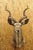 Rustic Vintage Greater Kudu African Shoulder Mount Large Taxidermy For Sale - Image 3 of 12