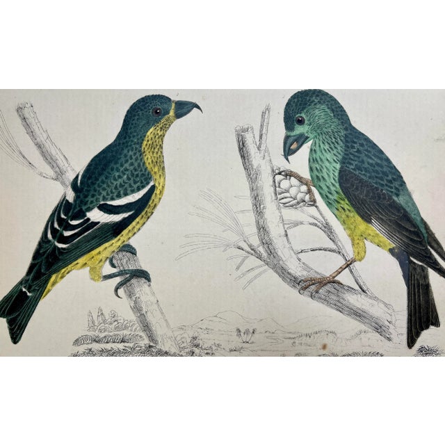 Antique Hand Colored Bird Print From England Showcasing Varieties of Cross-Bills - Circa 1870 For Sale - Image 11 of 12