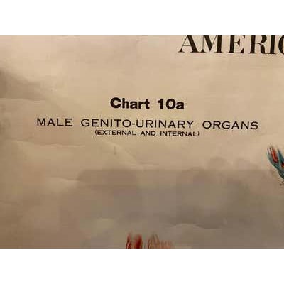 Genito-Urinary Anatomical Chart, Paper on Canvas, 1922 For Sale - Image 16 of 16