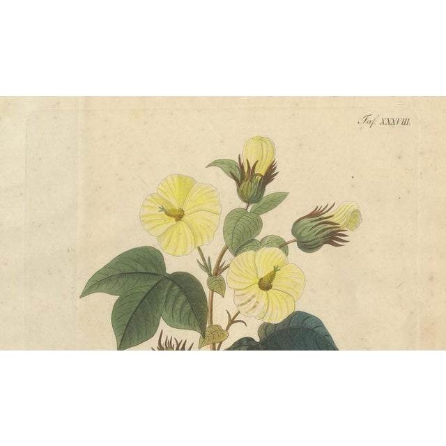 Antique Cotton Botanical Print, 1831 For Sale - Image 3 of 10