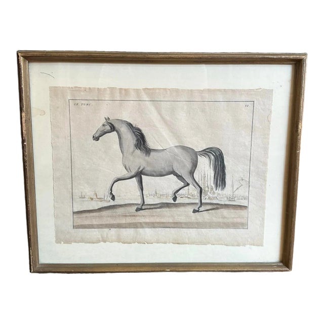 Framed Early 18th Century Bernard Picard Horse Engraving - “Le Turc” For Sale