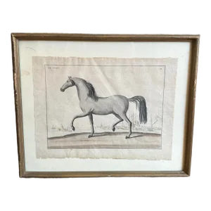 Framed Early 18th Century Bernard Picard Horse Engraving - “Le Turc”