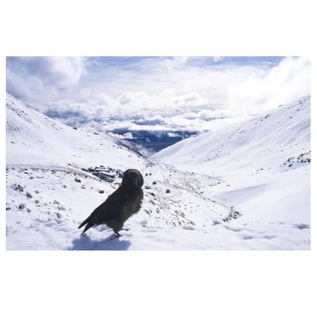 Kia, The Remarkables Lauren Bilanko American (1977) Date: 2001 Digital C-Print, signed and numbered in pen Edition of 8...