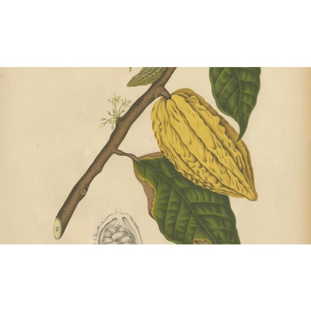 Hoola van Nooten, White Cacao Botanical, 1880, Chromolithograph For Sale - Image 6 of 10