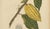 Hoola van Nooten, White Cacao Botanical, 1880, Chromolithograph For Sale - Image 6 of 10