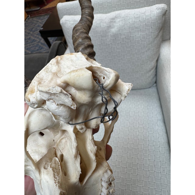 Vintage Blackbuck Skull + Horns For Sale - Image 9 of 12