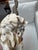Vintage Blackbuck Skull + Horns For Sale - Image 9 of 12
