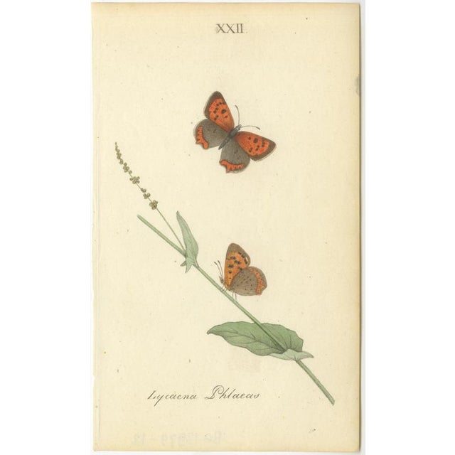 Jardine & Lizars, Cabinet-Size Butterfly, 1835, Paper Engravings, Set of 6 For Sale - Image 7 of 9